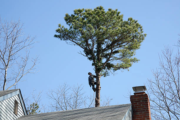 Reliable Dresden, OH Tree Care Solutions